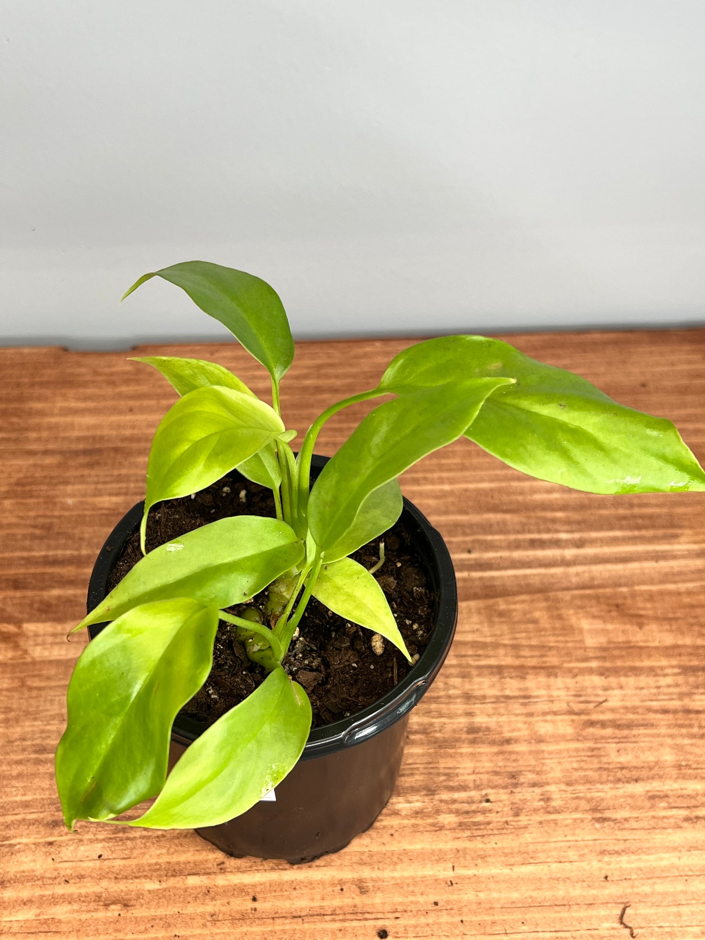 Mini Monstera- Rhaphidophora
Tetrasperma