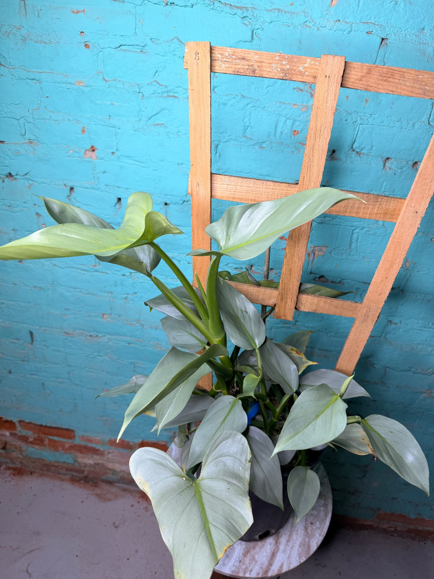 Philodendron Silver Sword Trellis 10”