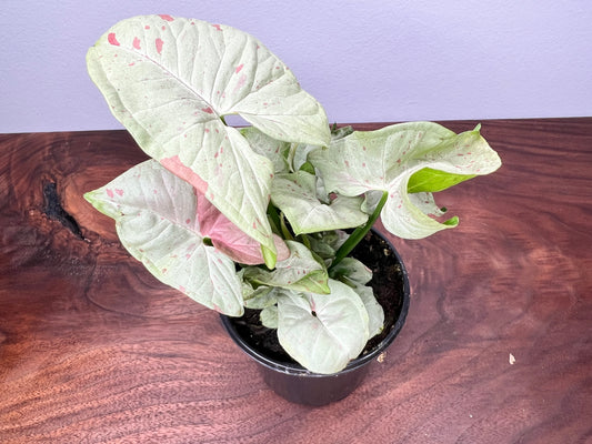 Syngonium Pink confetti