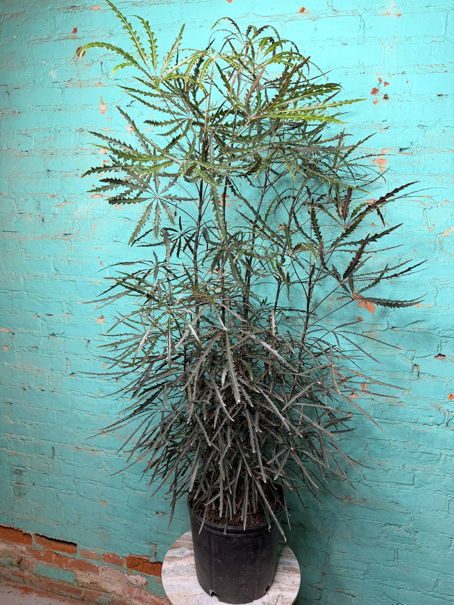 Aralia Elegantissima 10”