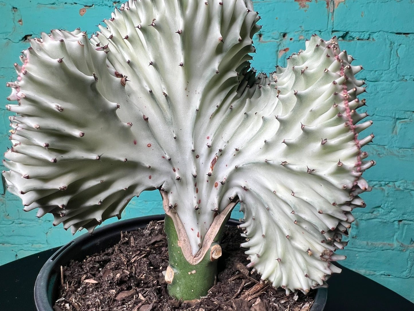Euphorbia Lactea- Mermaid Tail cactus 6”