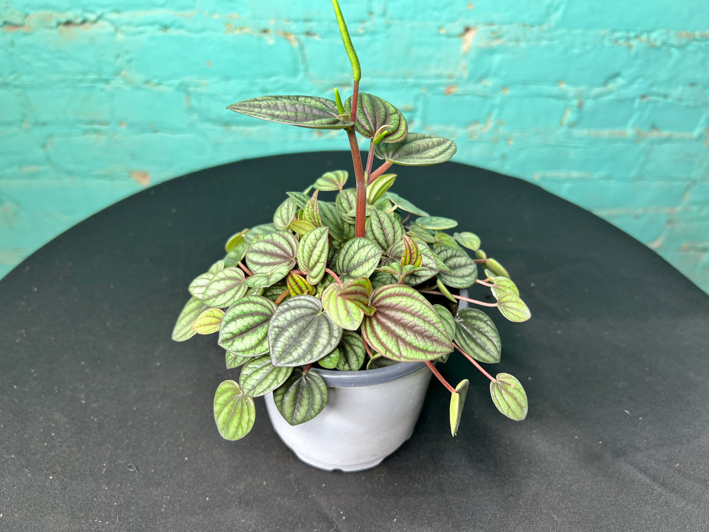 Peperomia Piccolo Banda 4”