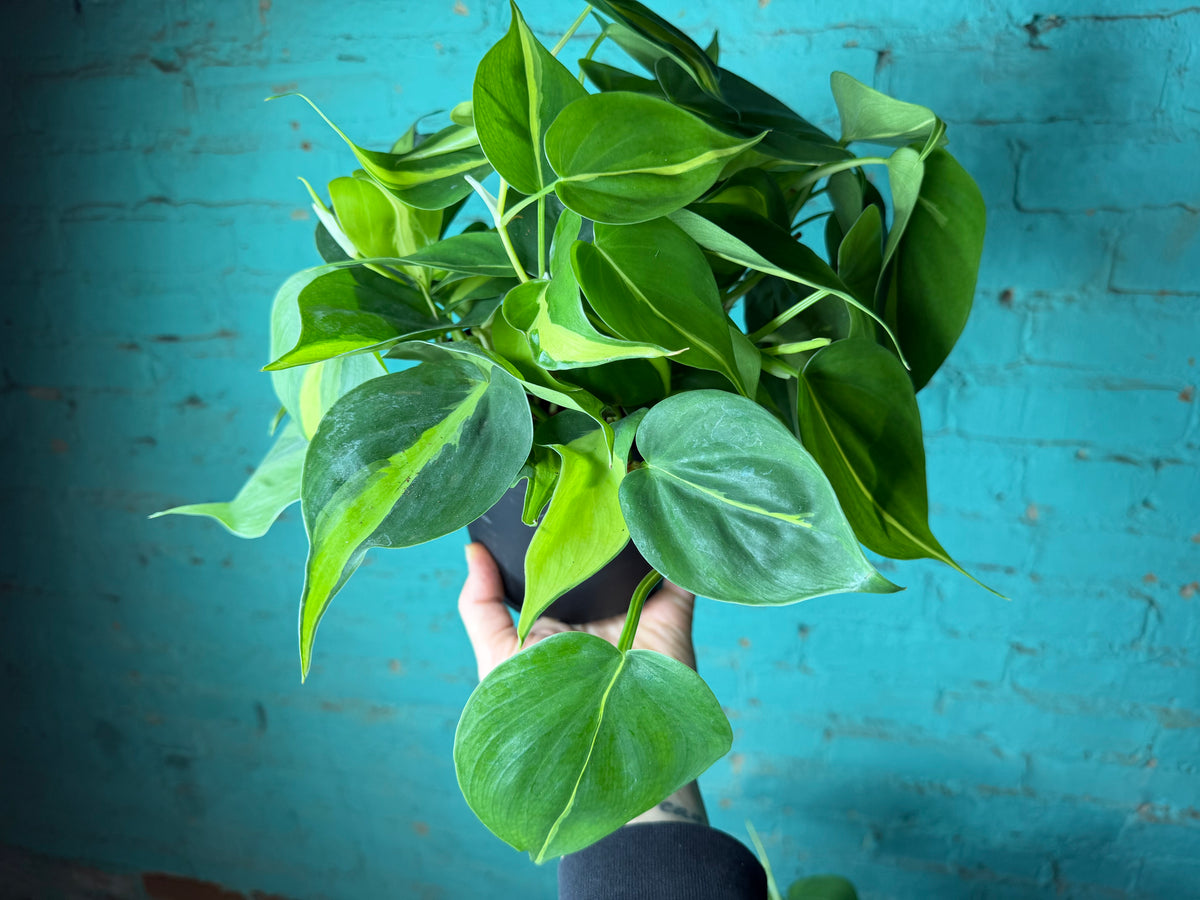 Philodendron Brasil 6”