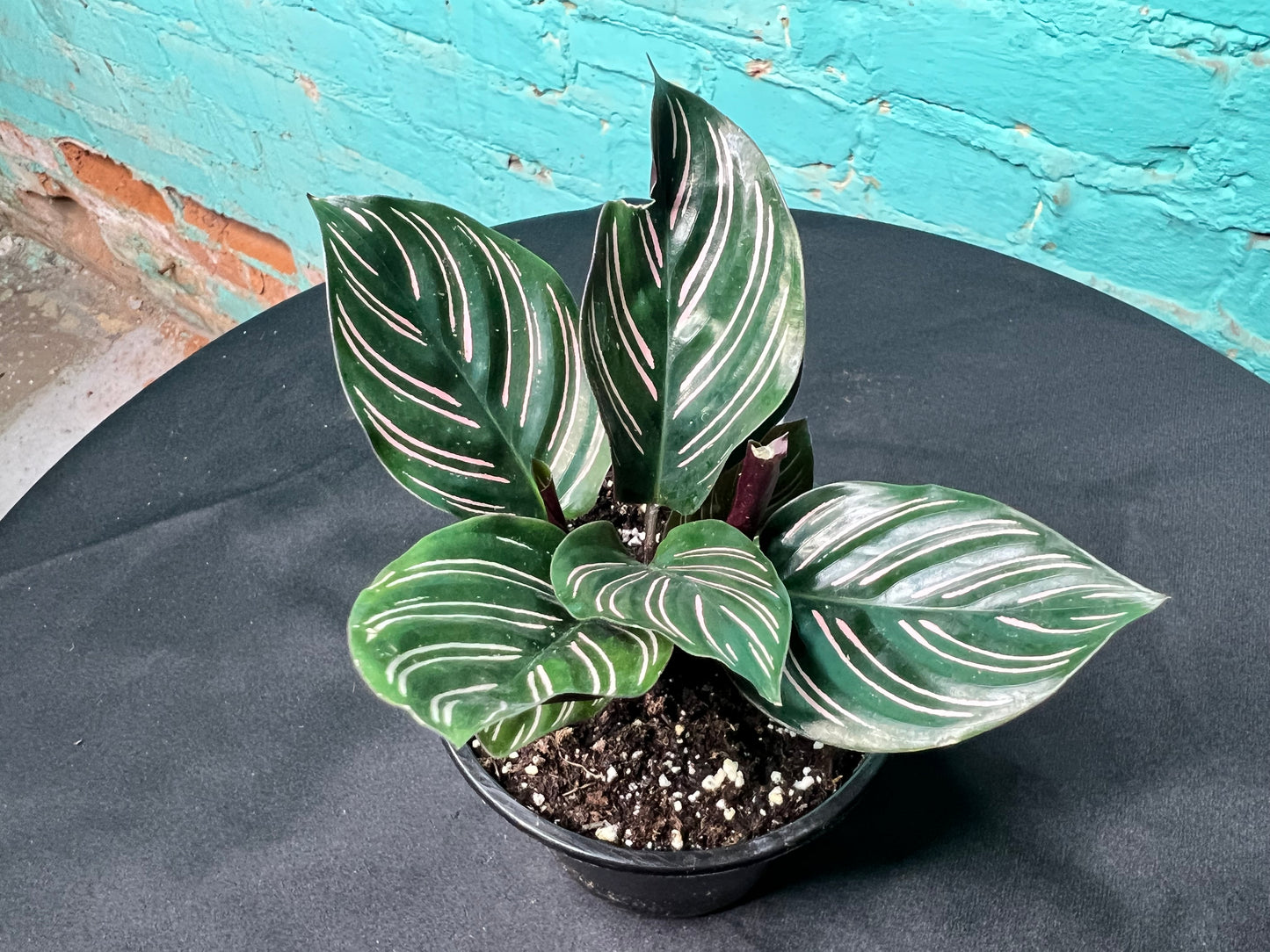 Calathea Pin Stripe 4”