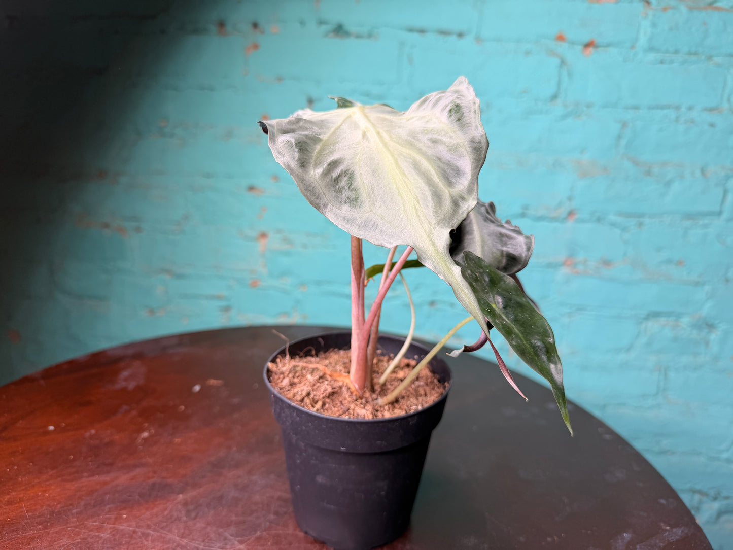 Alocasia Venom 4” (Non-TC)