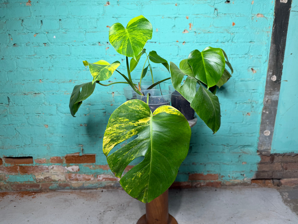 Monstera Deliciosa Aurea cutting