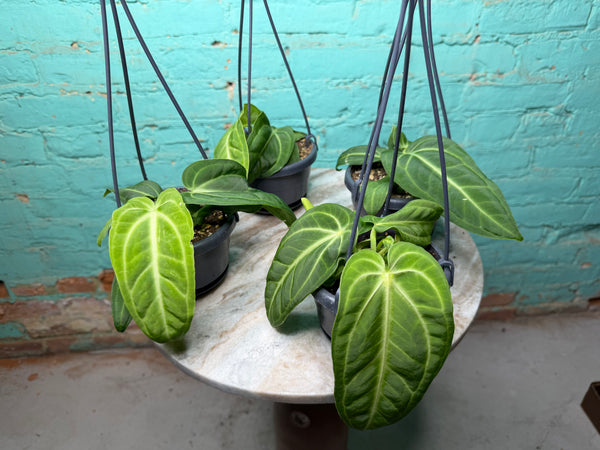 Anthurium Villenaorum 4” Basket