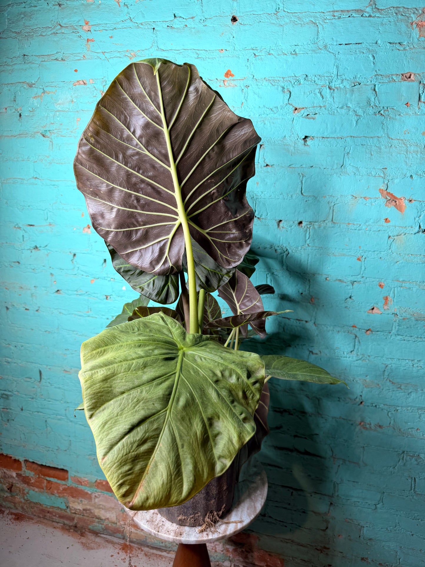 Alocasia Regal Shield 10”
