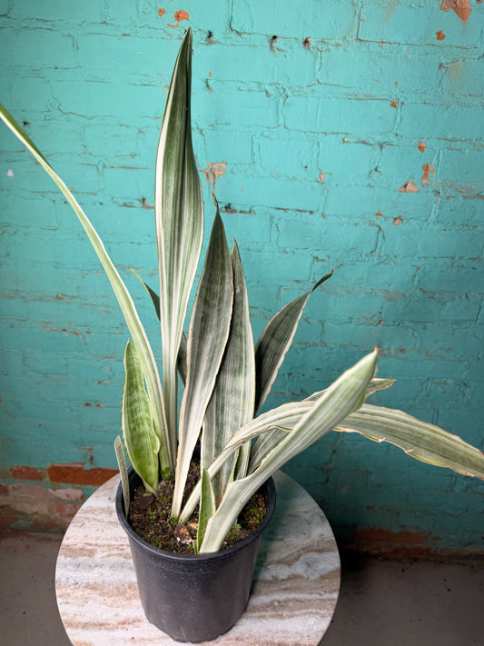 Snake Plant ‘Siam Silver’ 6”