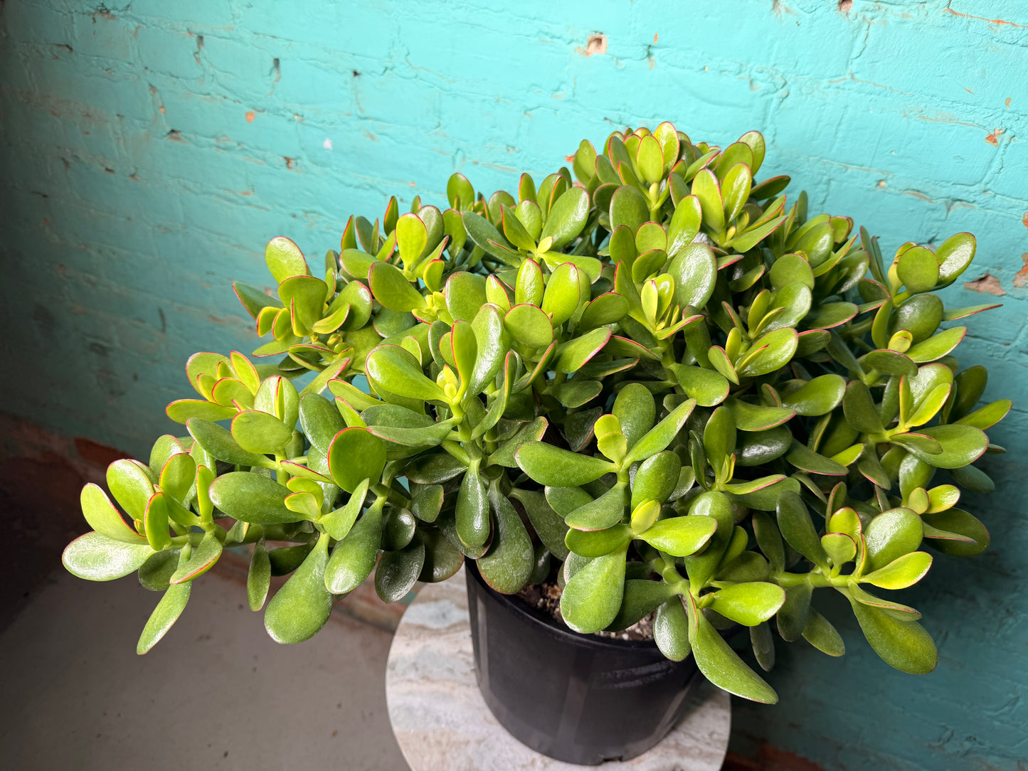 Jade  12”