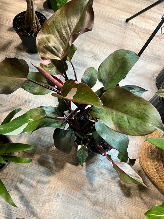 Philodendron-Pink princess 10”