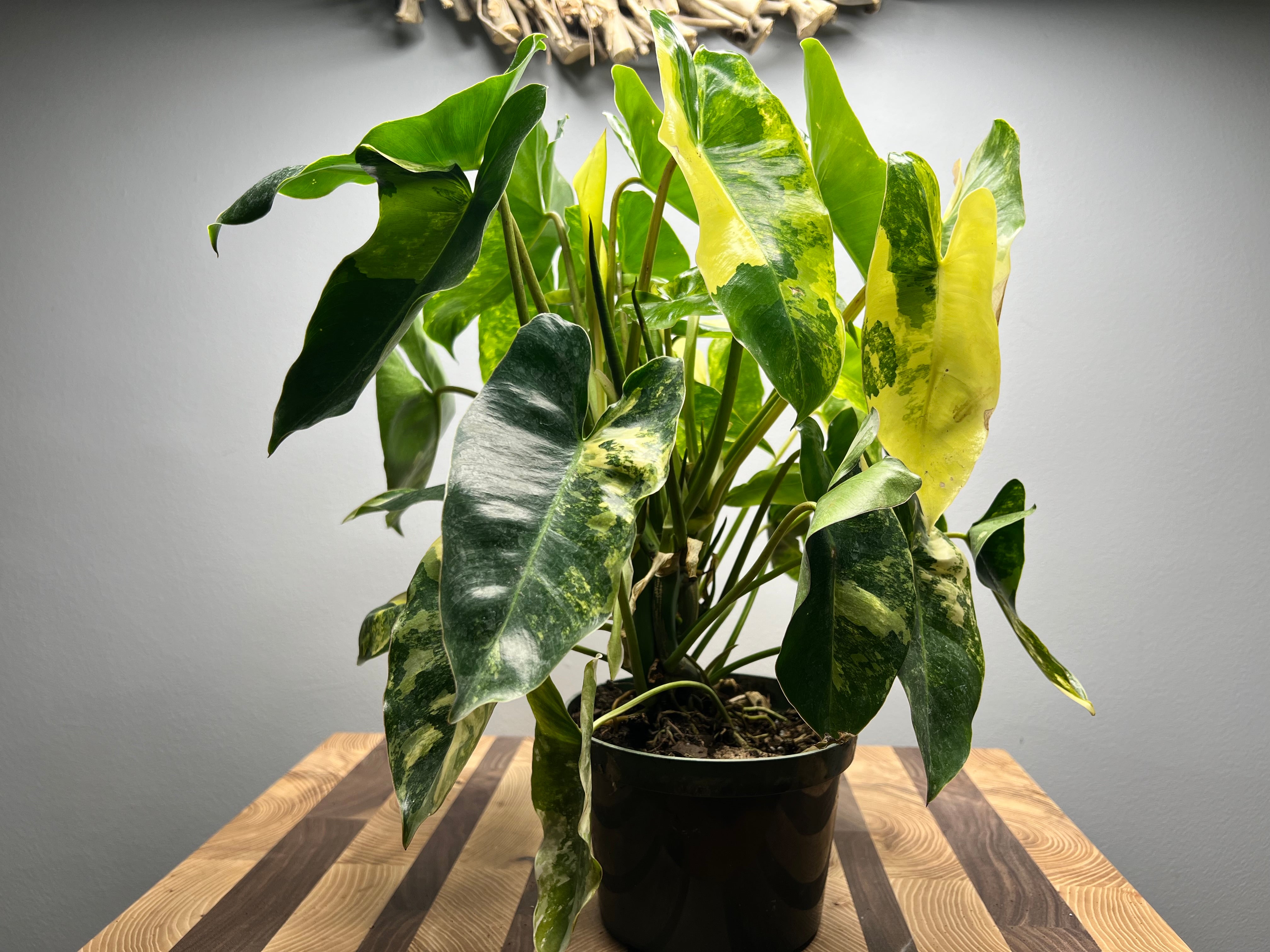 Philodendron Burle Marx deals Variegated - Bare Root