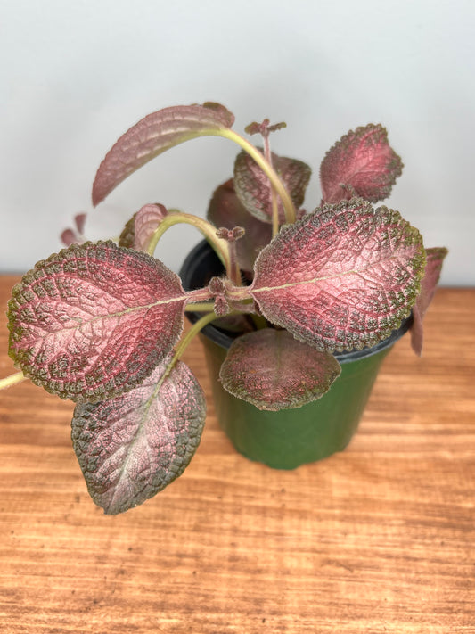 Episcia Purple rain  (flame violet)