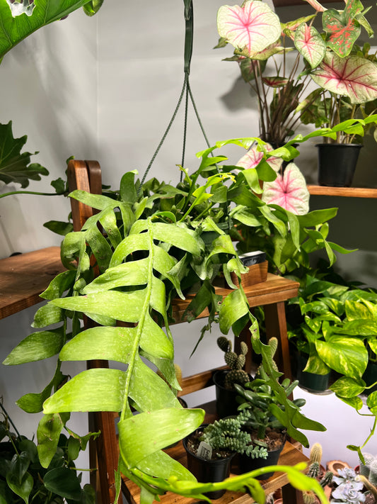 Fern Leaf Cactus 10” basket