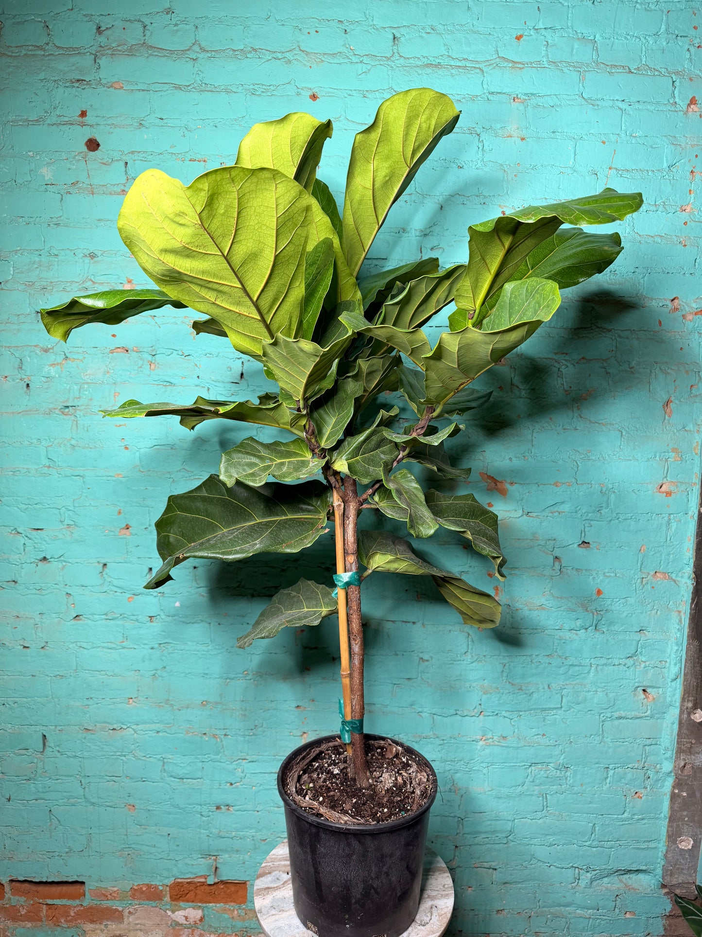 Fiddle fig 10”