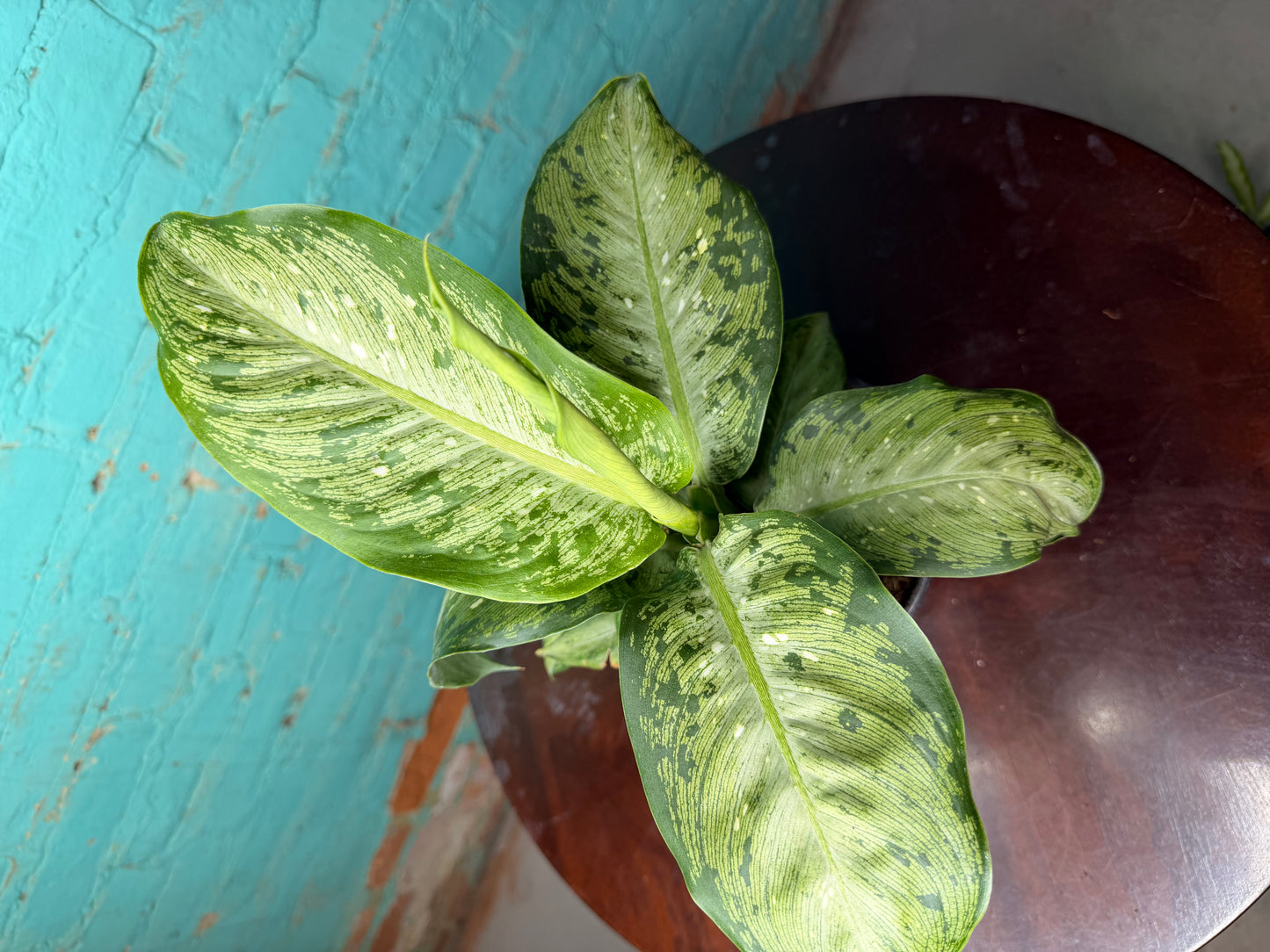Dieffenbachia Tiki 6”
