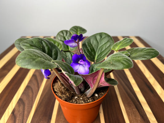 African Violets 4”