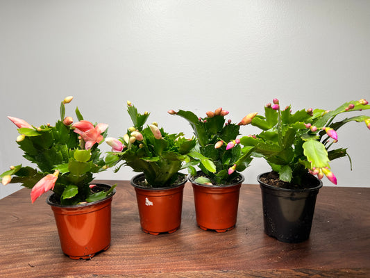 Thanksgiving Cactus 4”