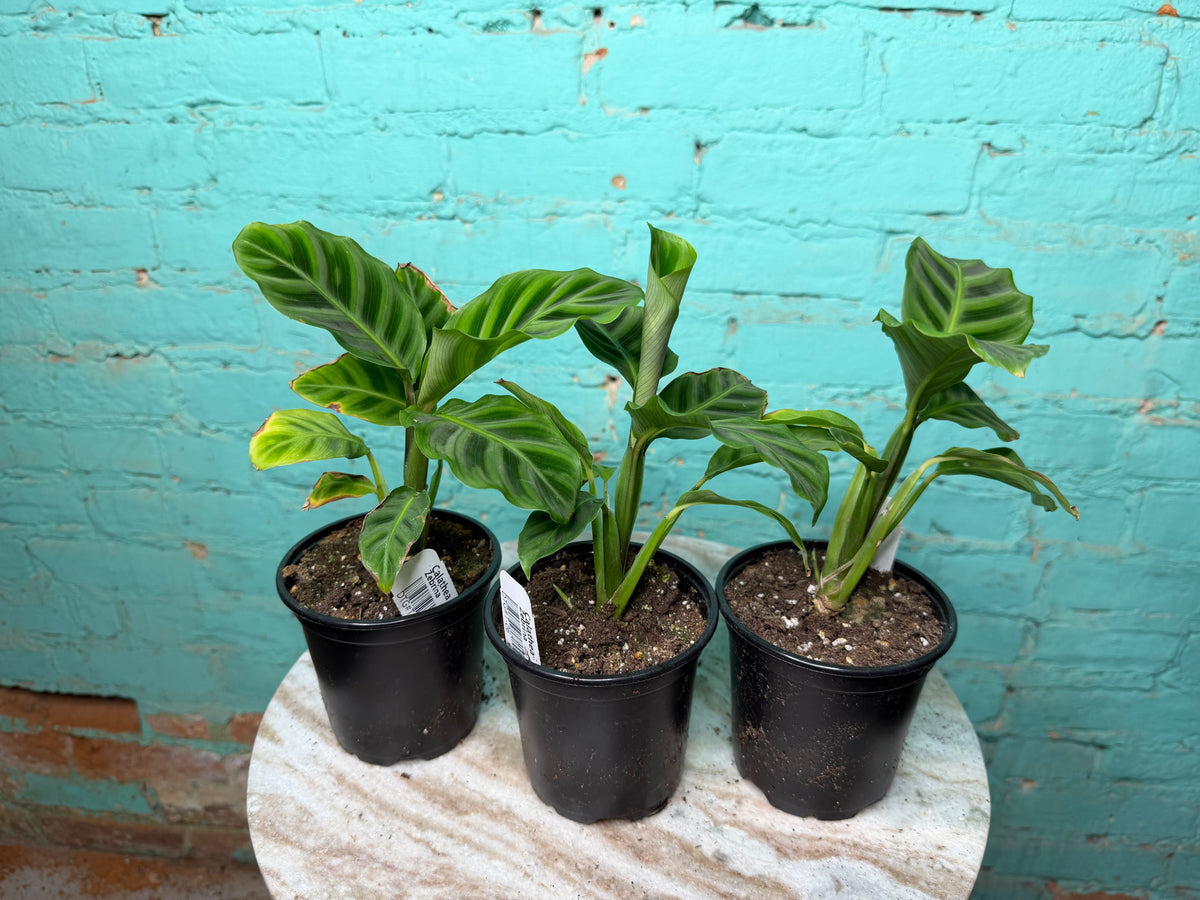 Calathea- Zebrina 4”