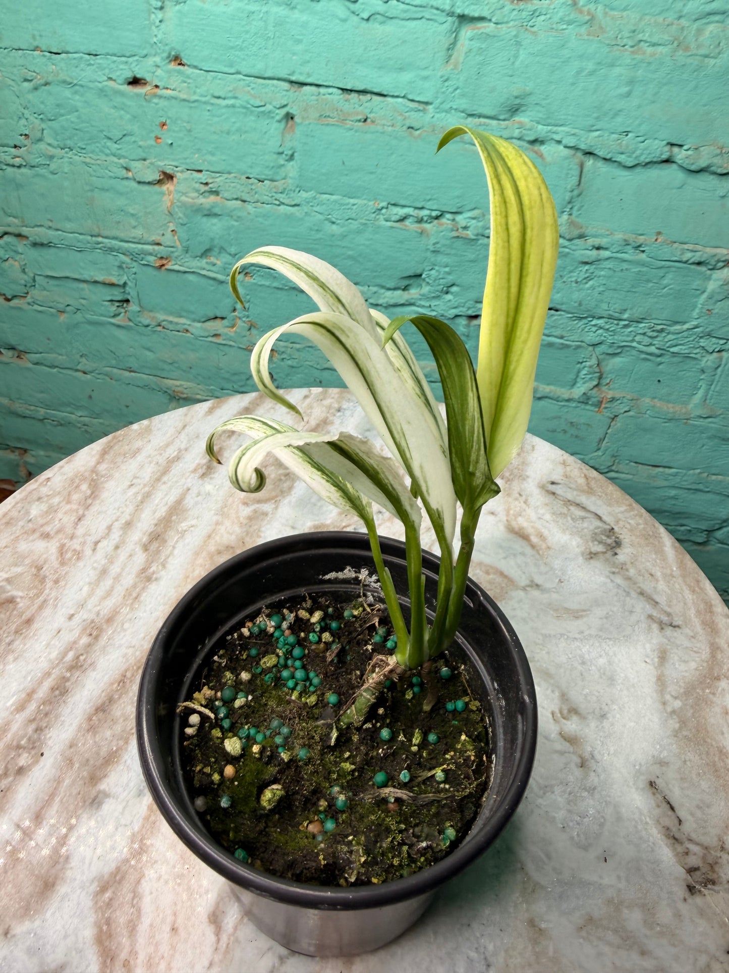 Epipremnum Amplissimum Albo 4”