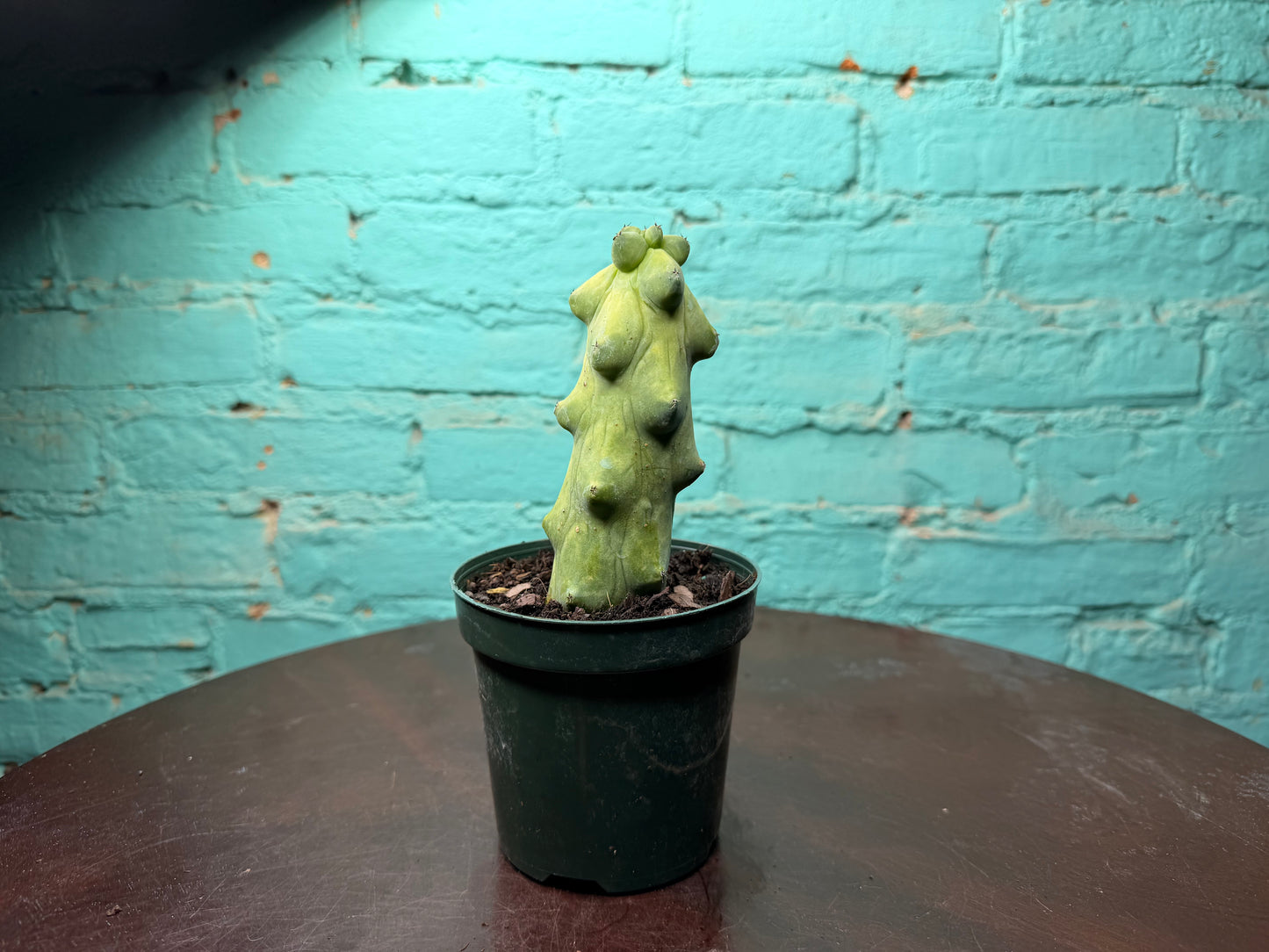 Boobie Cactus 4”