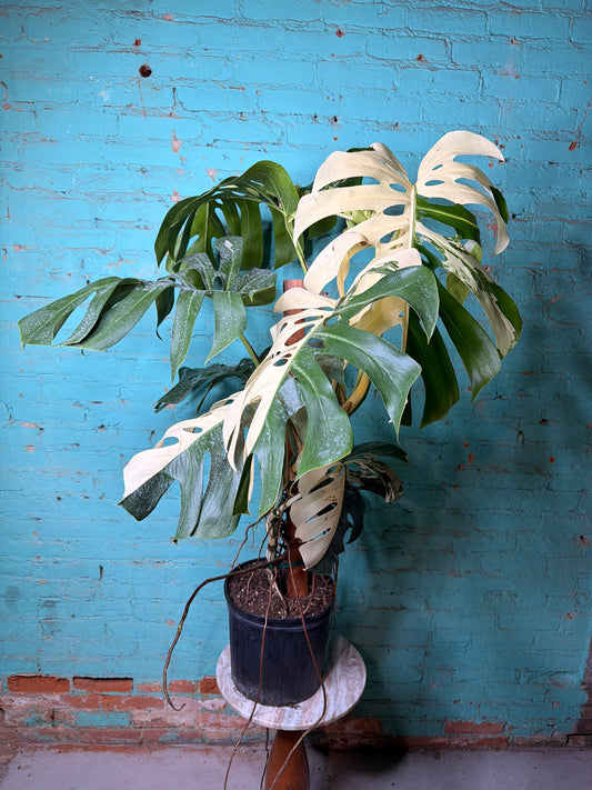 Monstera Deliciosa Albo 10” 2ft leaves