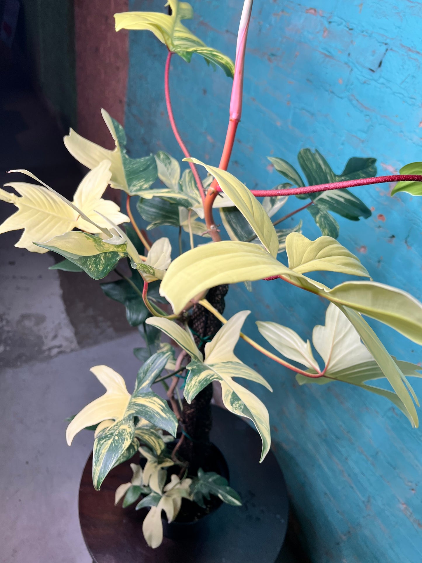 Philodendron Variegated Florida Beauty 8”
