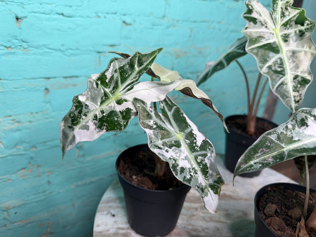 Alocasia Pink Polly 4” (Not TC)