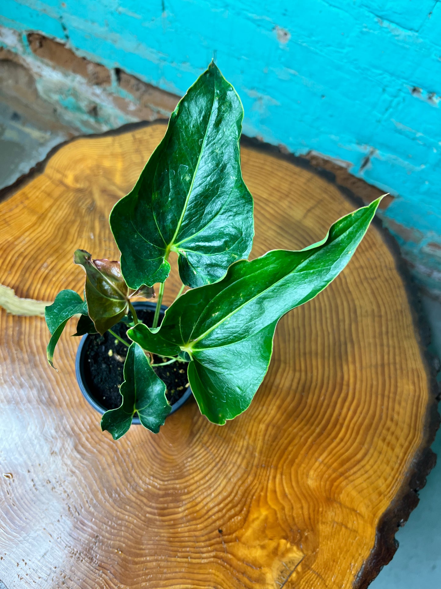 Anthurium Ferrierense 4”