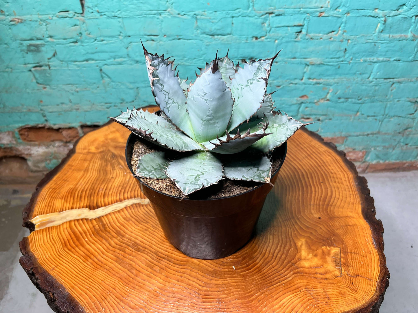 Agave Lion’s Mane 8”