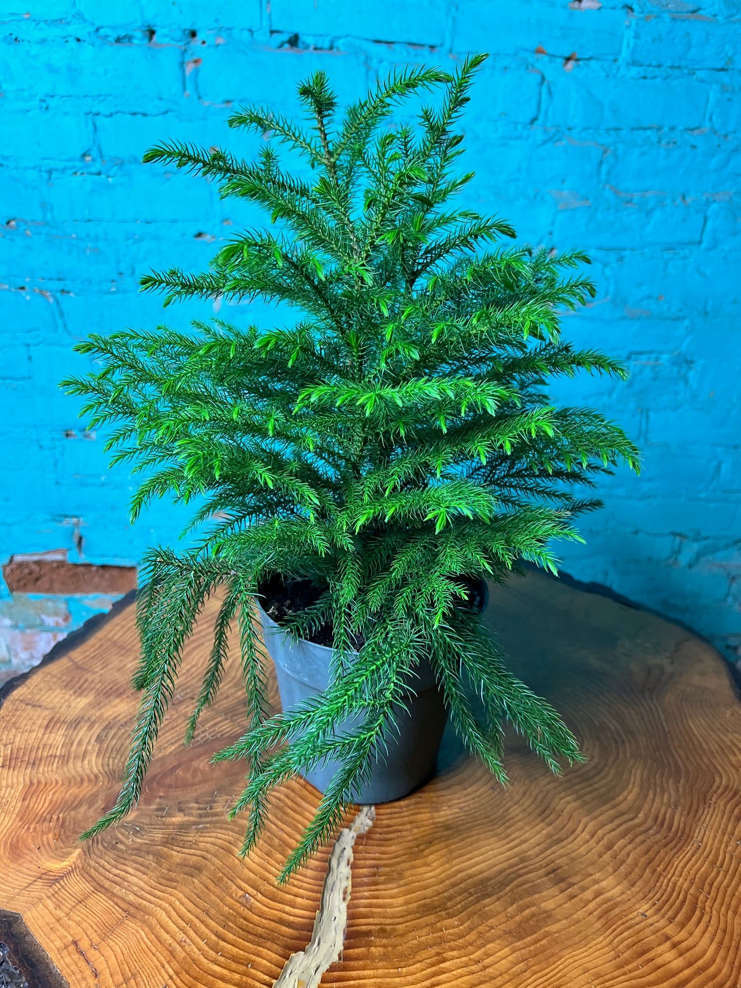 Norfolk Pine 6”