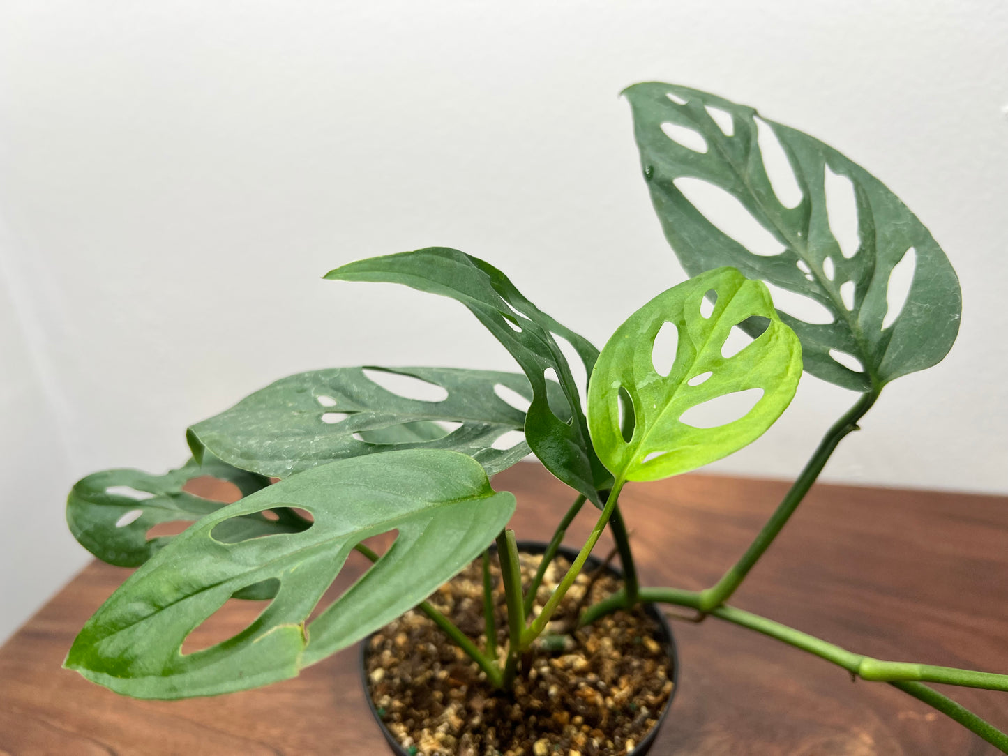 Monstera Esqueleto