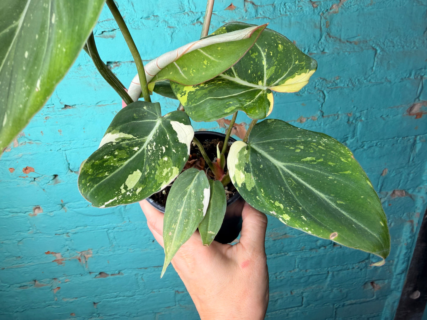 Philodendron Gloriosum Variegated Type 2