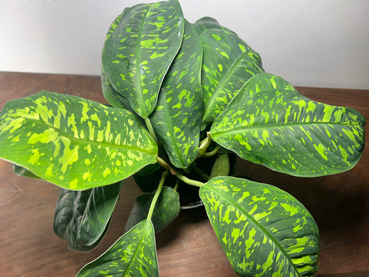 Homalomena Dark Camouflage 6”