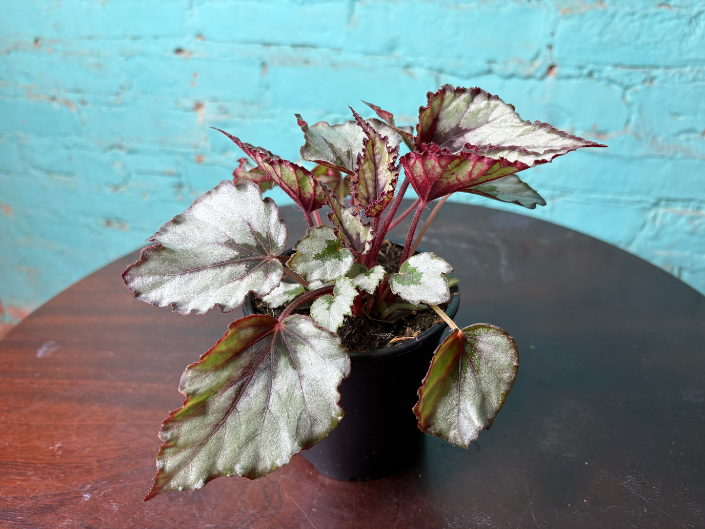 Begonia Rex “Painted Leaf” 4”
