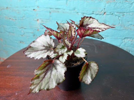 Begonia Rex “Painted Leaf” 4”
