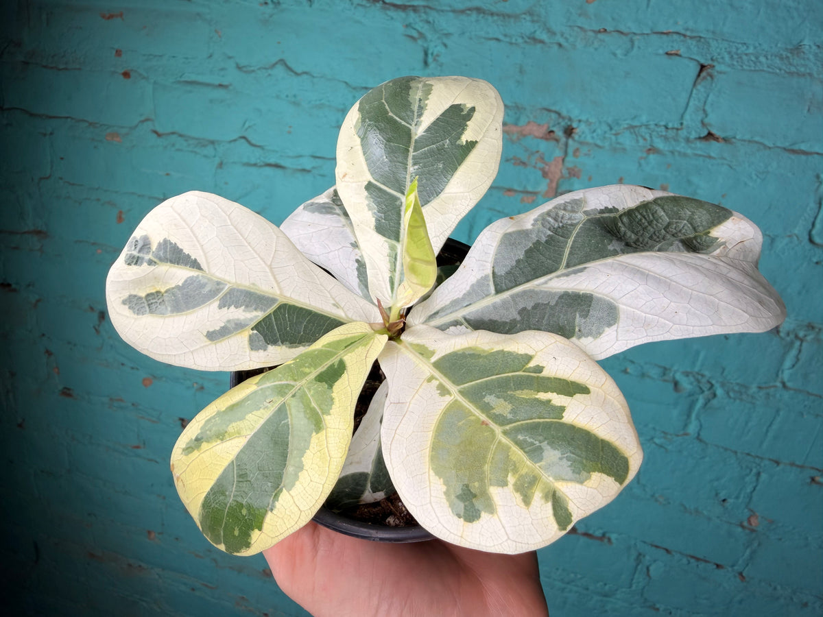 Ficus Lyrata Variegated 4”
