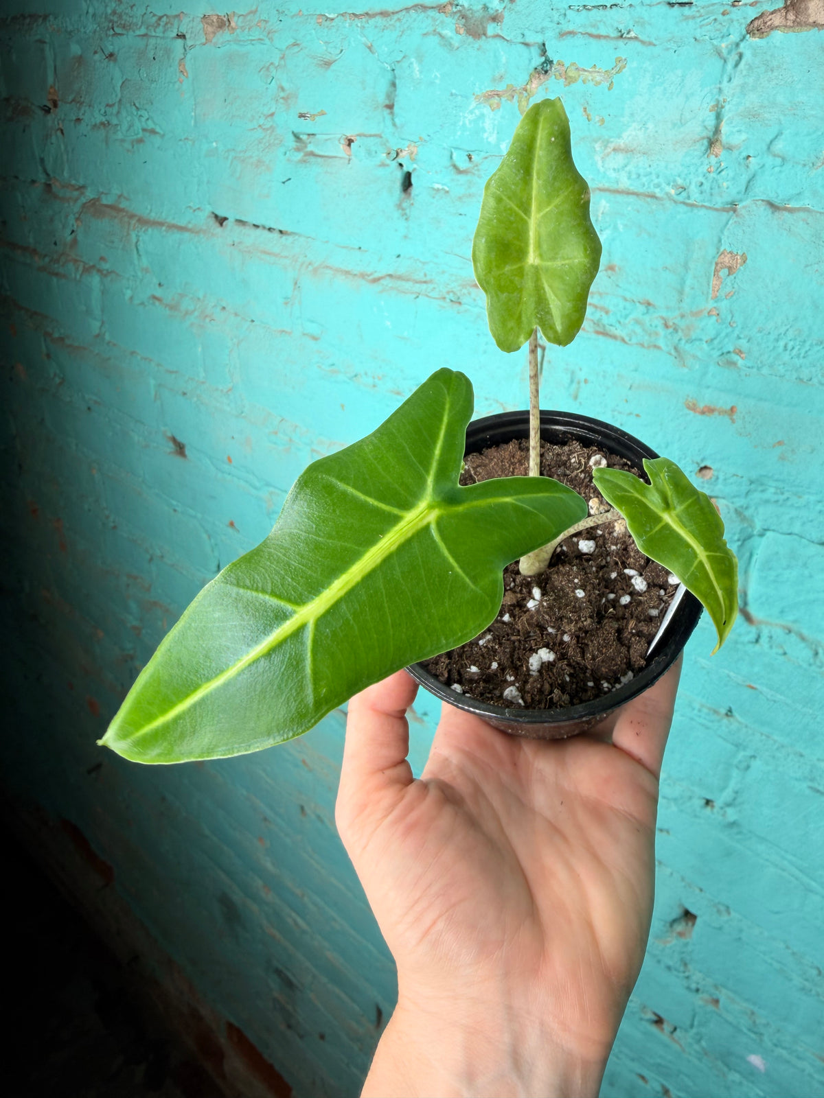 Alocasia Sarian 4”