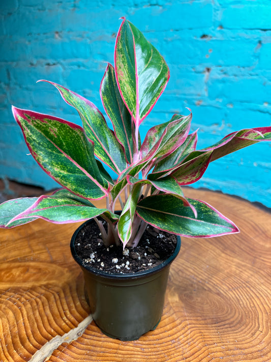 Aglaonema (Chinese Evergreen)  Siam Aurora 4”