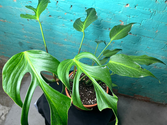 Monstera Burle Marx Flame -Clay