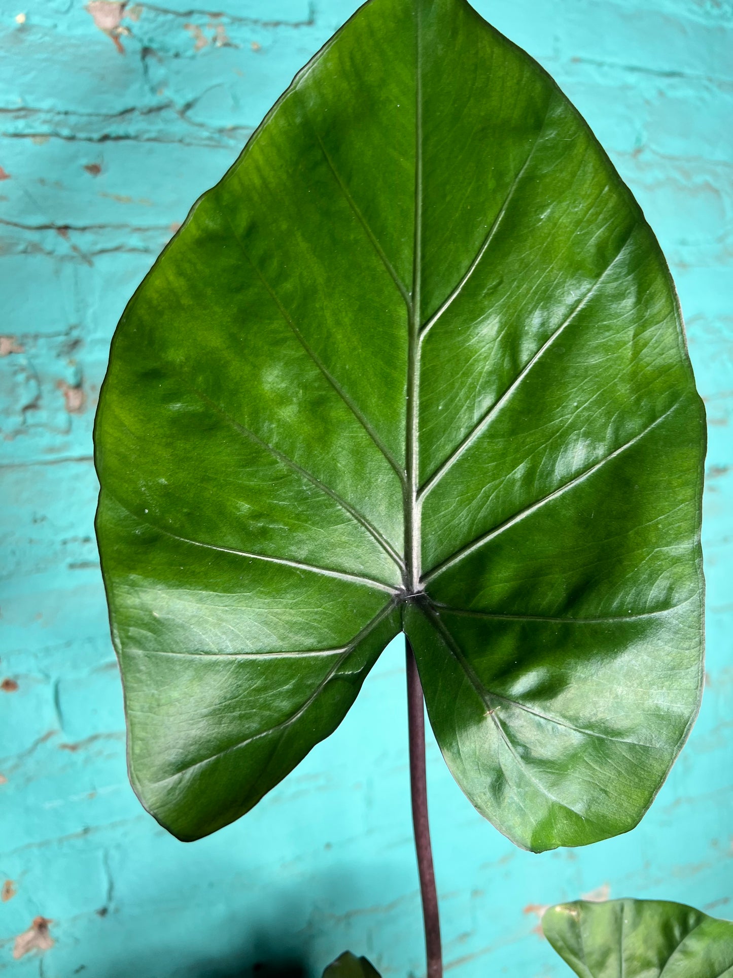 Alocasia Metalhead 6”
