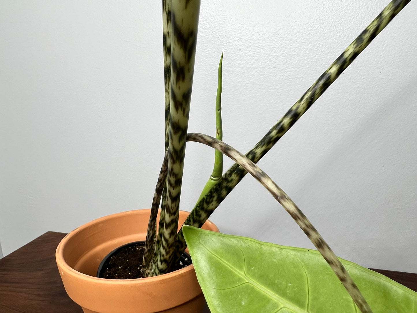 Alocasia-(Zebrina) Tigrina Superba 4”