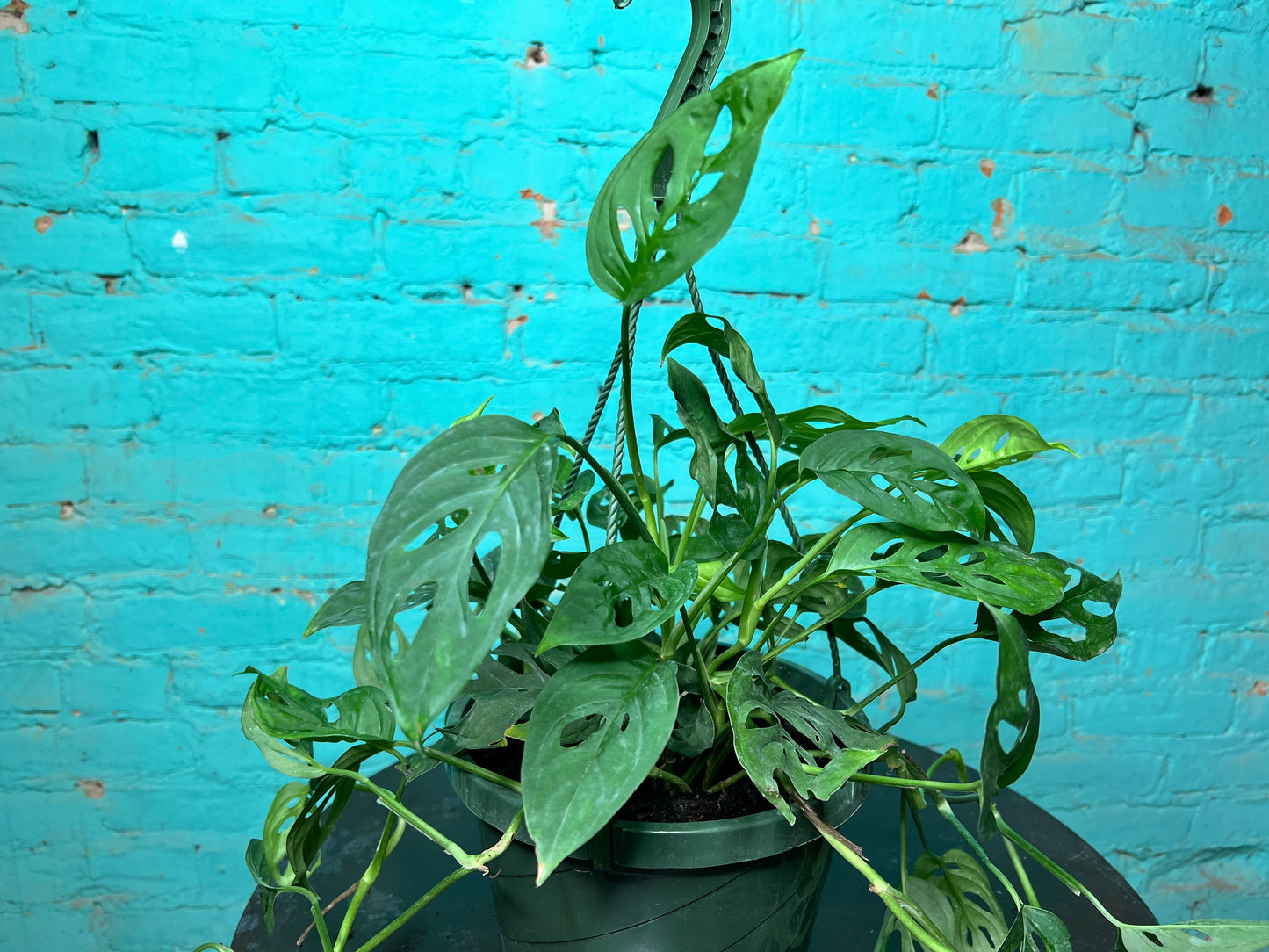 Swiss Cheese 8” basket