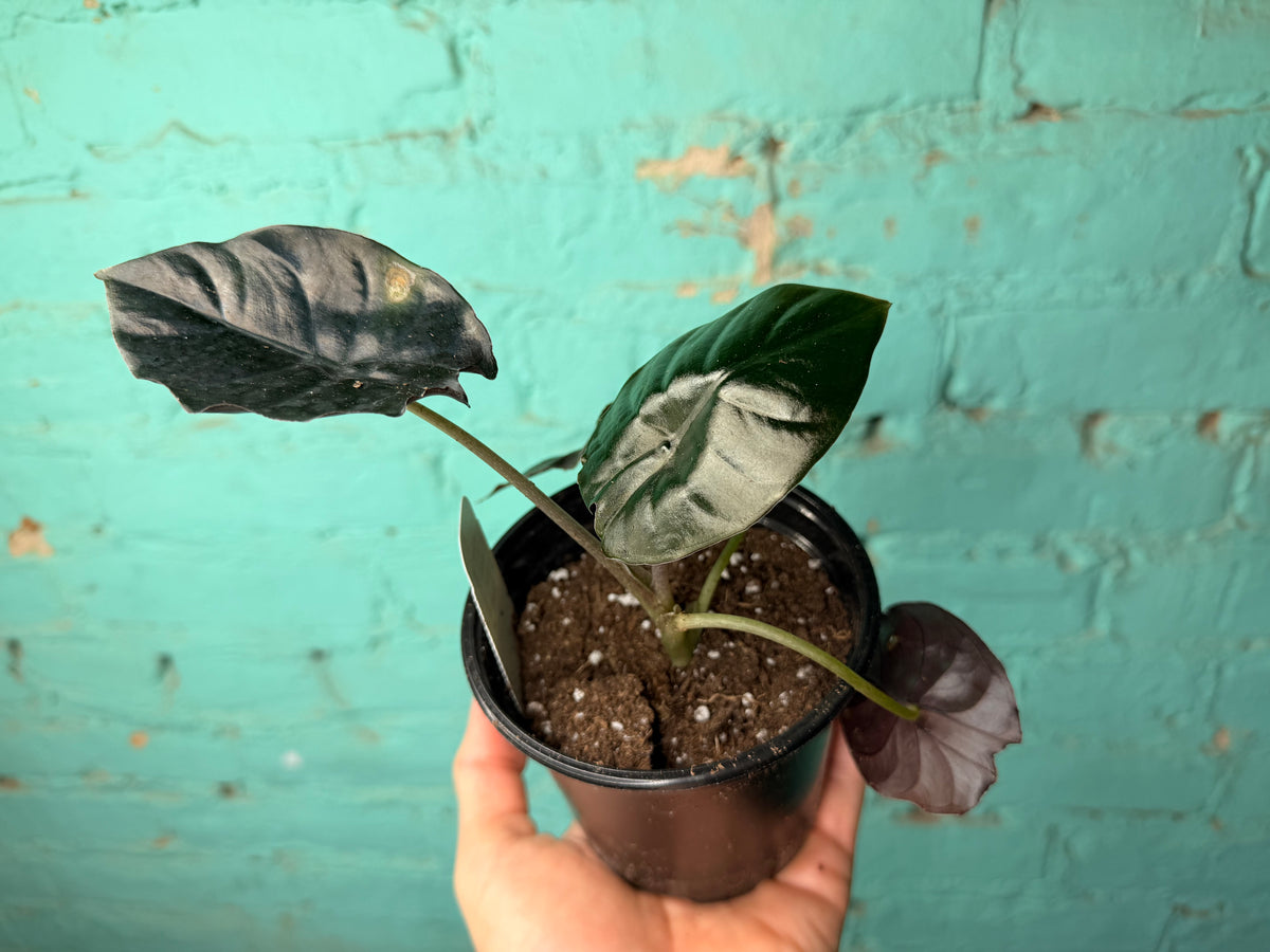 Alocaisa Kapit 4”
