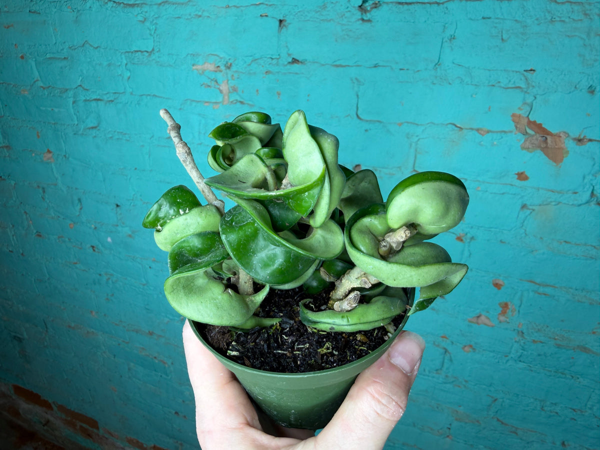 Hoya Compacta ‘Hindu Rope’ 4”
