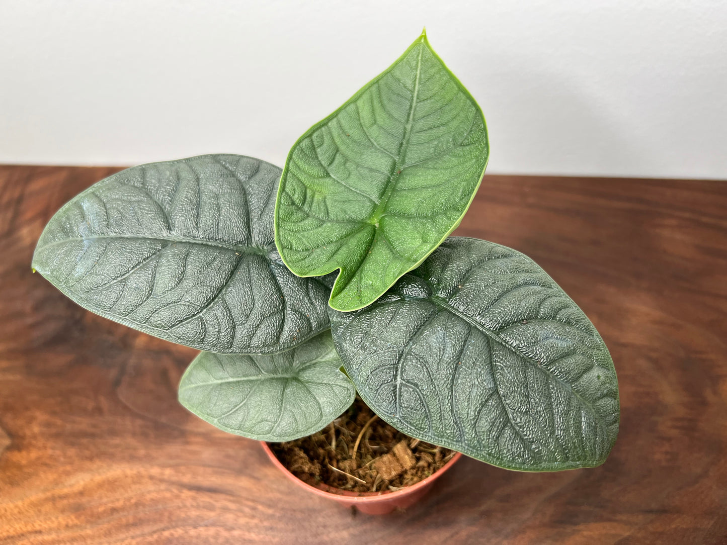 Alocasia Melo