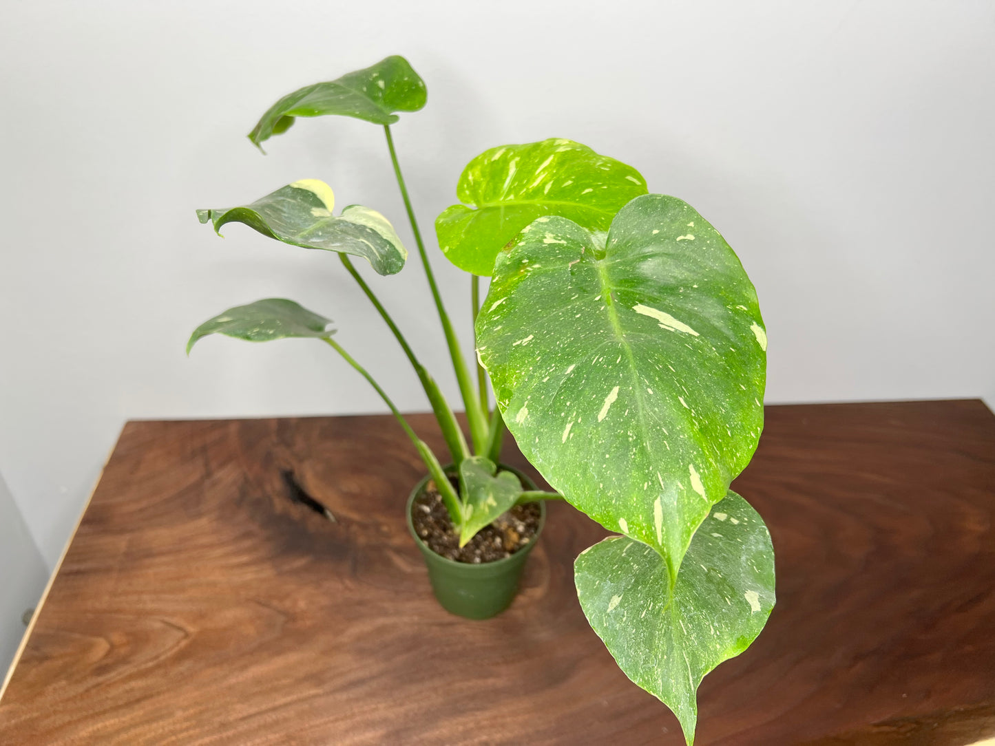 Monstera Thai
Constellation