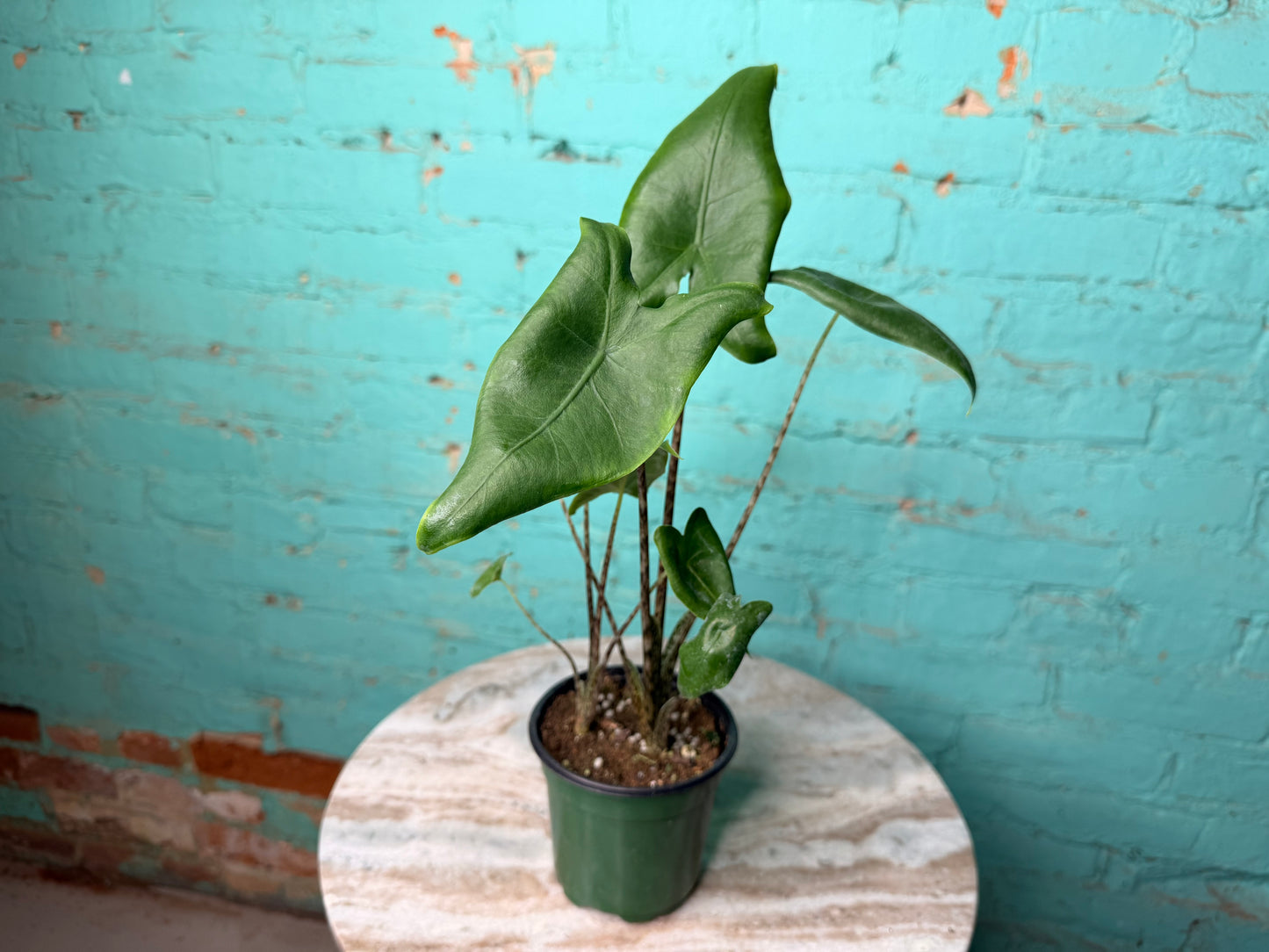 Alocasia-Zebrina 4”