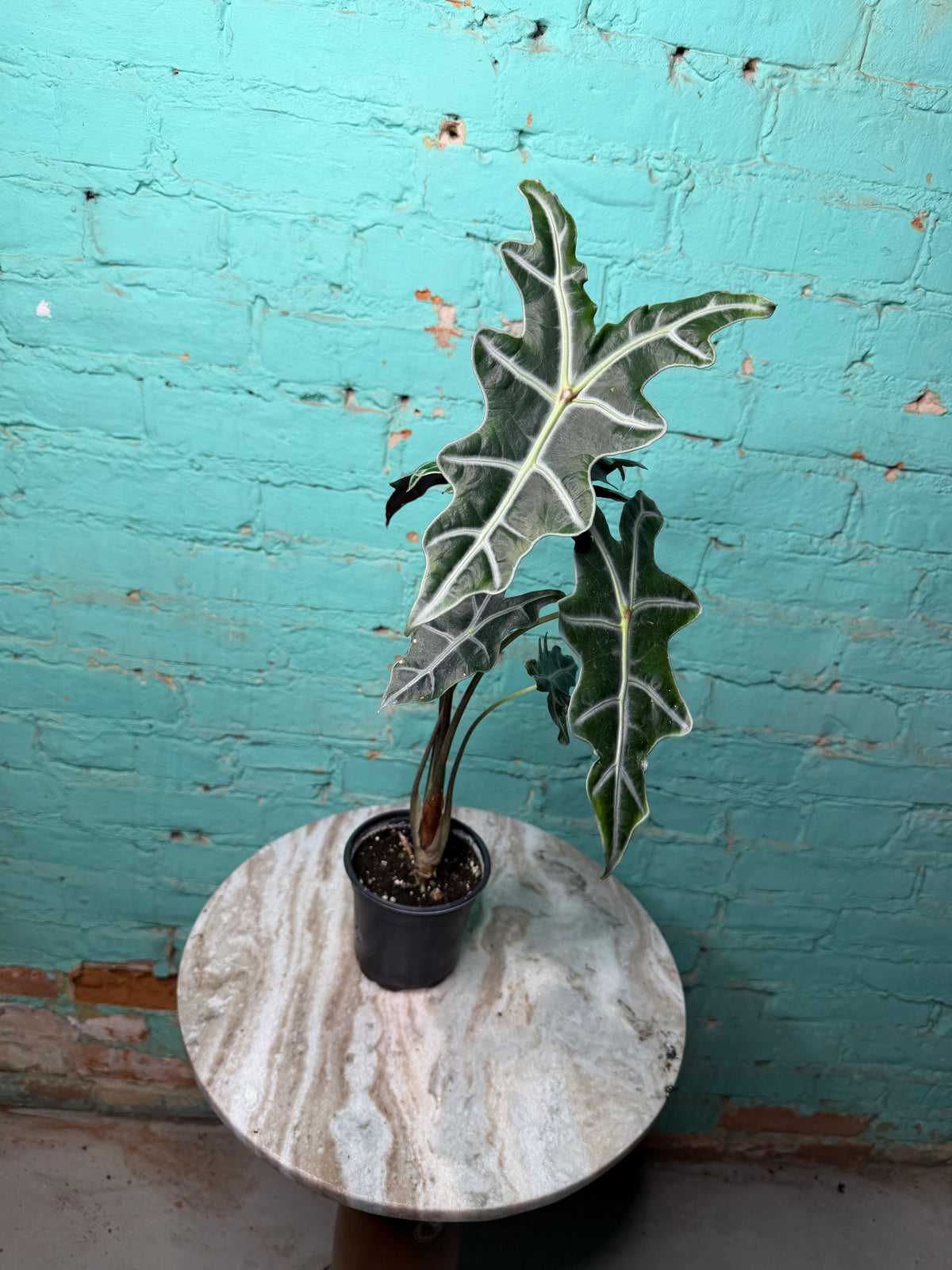 Alocasia Nobilis 4”