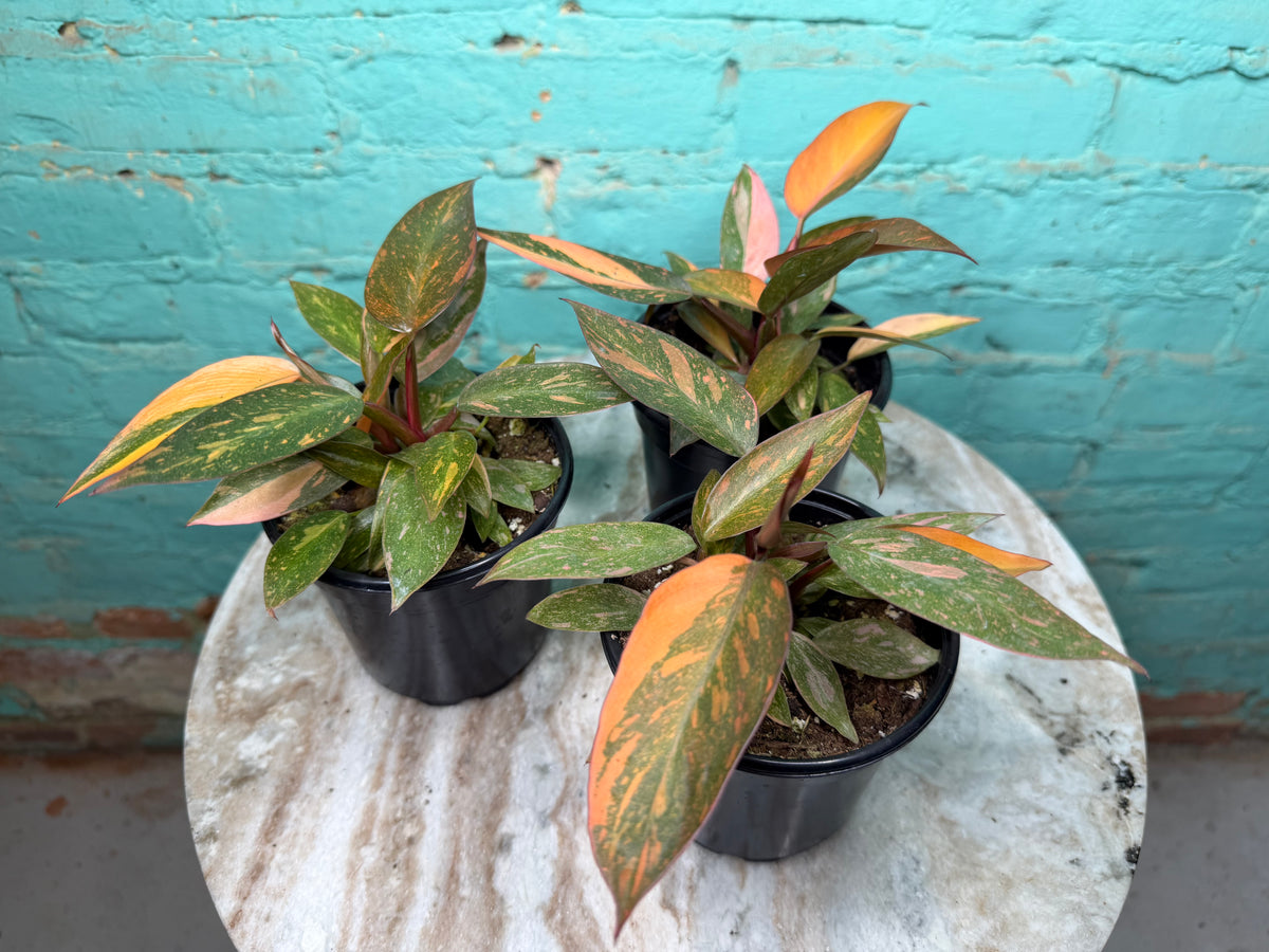 Philodendron Orange Princess 4”